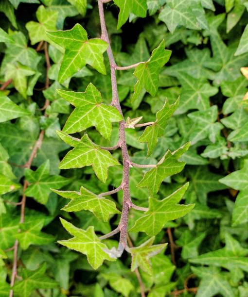 istock Lots of vine 1401718345