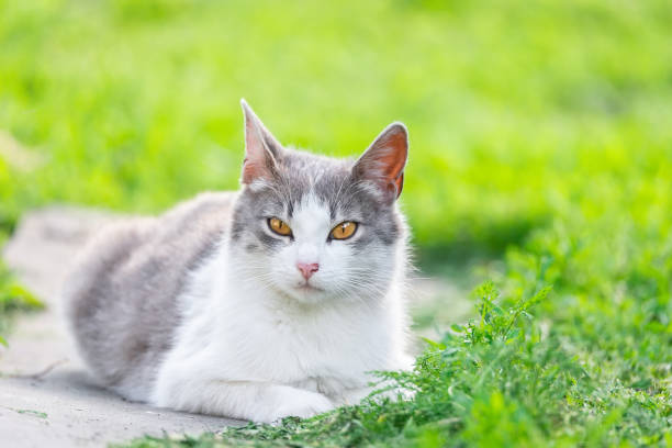 istock Cute cat playing in the park on rainy day. 1401718383