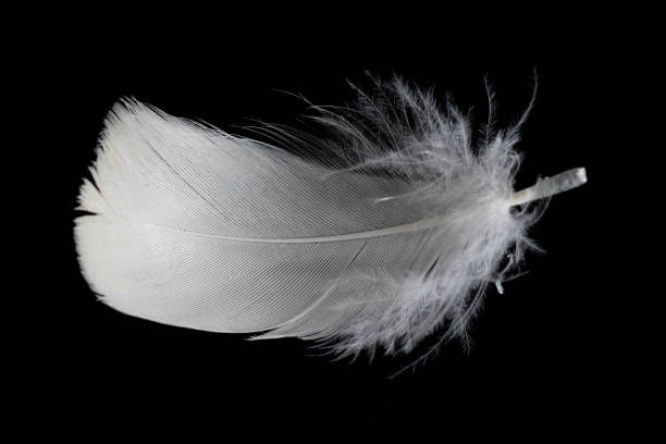 istock white feather of a goose on a black background 1401718678
