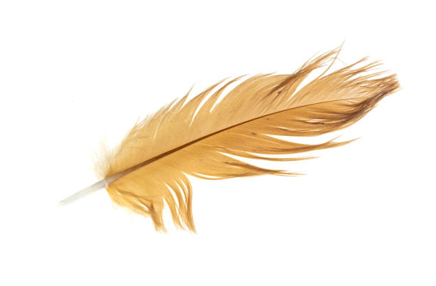 istock brown feather of a hen on a white background 1401718856