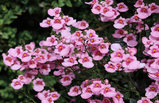 The beautiful pink flowers of the summer bedding plant Diascia 'Apple Blossom'. Also known as Twinspur it is a non-hardy perennial native to South Africa.