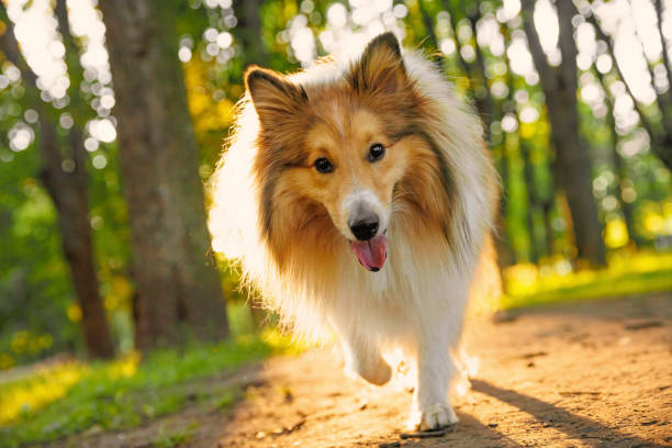 zibellino sheltie - il cane da pastore delle shetland sta camminando in un parco. - shetland islands foto e immagini stock