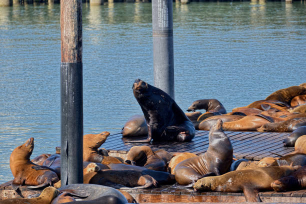 istock Pier 39 Sea Lions 1401720114