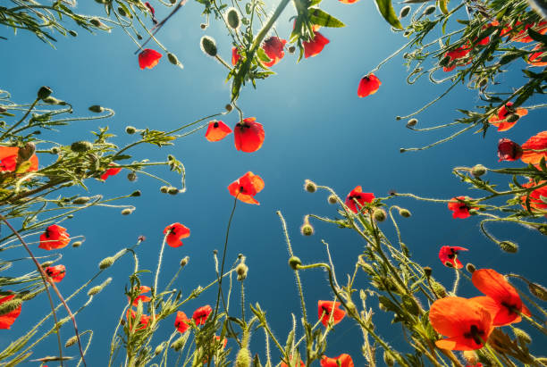 istock Bottom view of red poppies and blue sky 1401720271