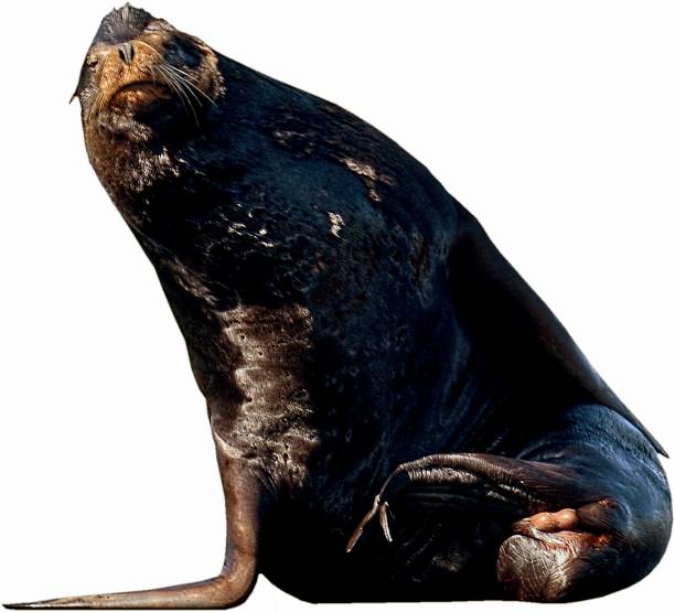 istock Pier 39 Male Sea Lion on White 1401720274