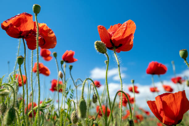 istock Red poppy flowers and blue sky 1401720279