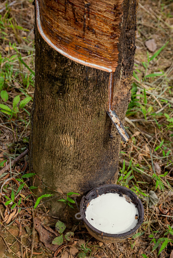 Natural latex dripping from a rubber tree at a rubber tree plantation, Thailand