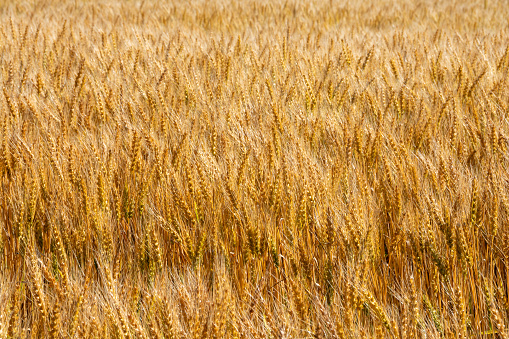 Golden wheat near harvest in summer