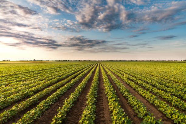 istock Sunny plantation with growing soya 1401722044