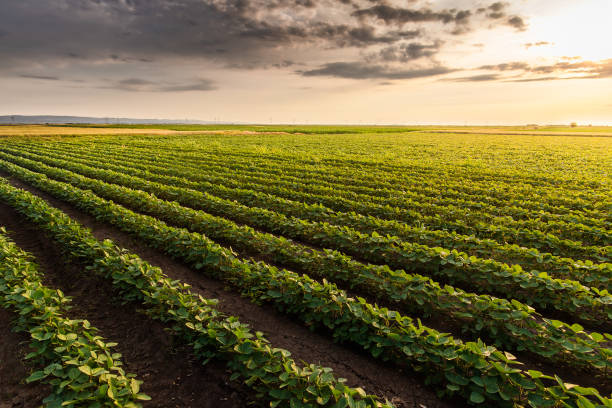 istock Sunny plantation with growing soya 1401722049