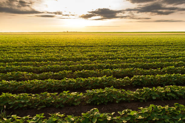 istock Sunny plantation with growing soya 1401722112
