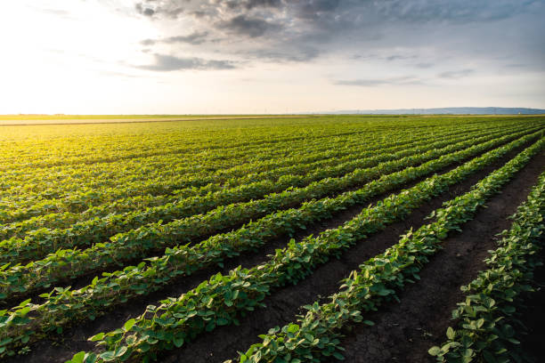 istock Sunny plantation with growing soya 1401722155