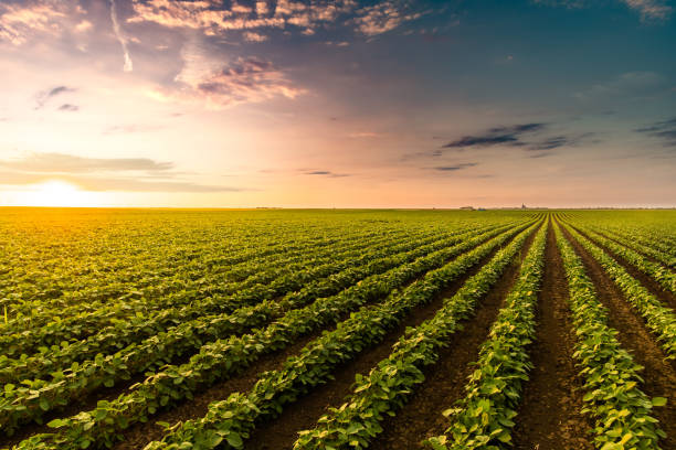 plantación soleada con cultivo de soja - haba de soja fotografías e imágenes de stock