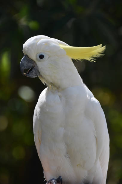 istock Amazing White Crested Cockatoo Bird on a Perch 1401724435