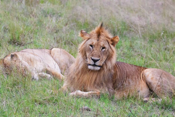 istock Lions in Maasai Mara 1401724812