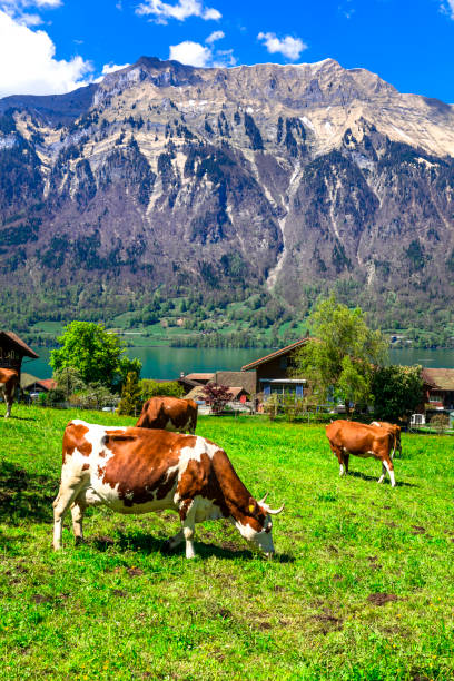 campagna svizzera tradizionale. paesaggio panoramico con mucche in verdi pascoli (prati) circondati da montagne delle alpi. - brienz house switzerland european alps foto e immagini stock