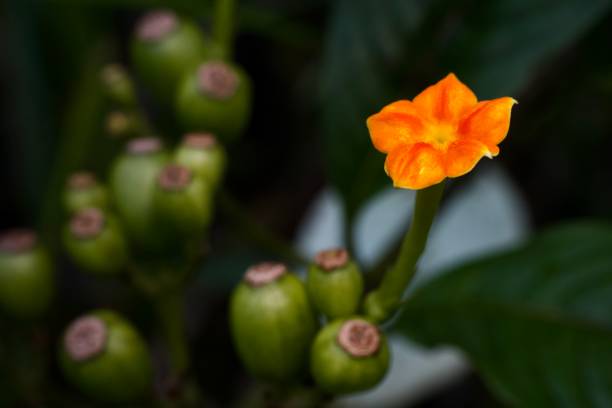 Leafy Mussaenda Linaeus Flower Close up Wild Dhobi tree with blur fruit background. mussaenda parviflora photos stock pictures, royalty-free photos & images
