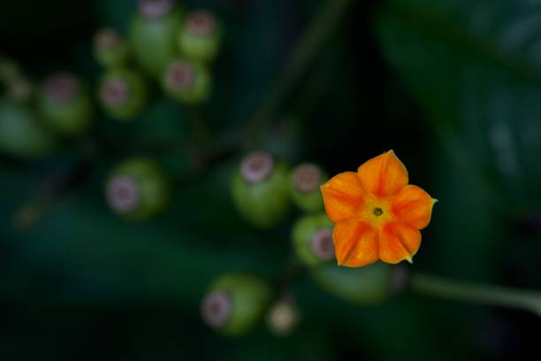 istock Mussaenda frondosa linaeus flower 1401726310