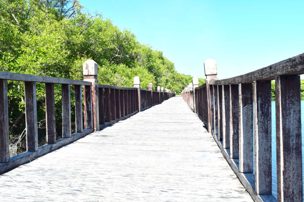 istock The Mangrove Brigde 1401727080