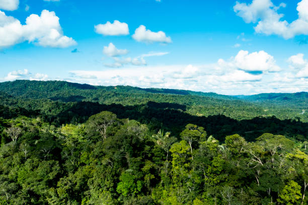 A blue sky with few clouds are casting their shadows over the tropical forest