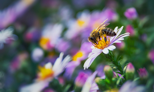 istock Close-up of a bee on a pink flower and blurred natural floral background in vintage style 1401727898