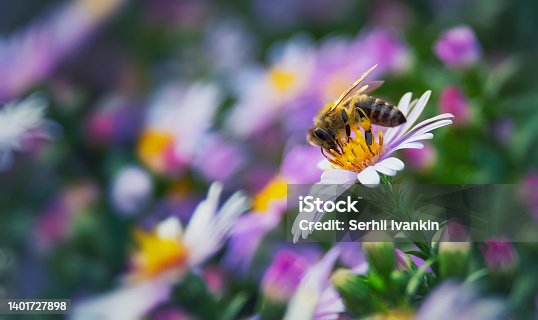 istock Close-up of a bee on a pink flower and blurred natural floral background in vintage style 1401727898