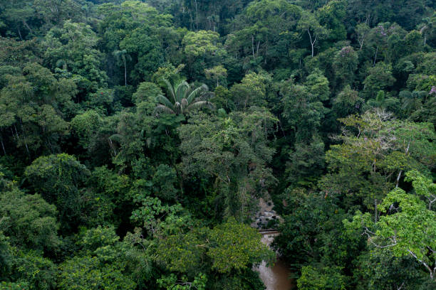 istock A small stream is cutting through a green tropical forest, seen from above 1401728562