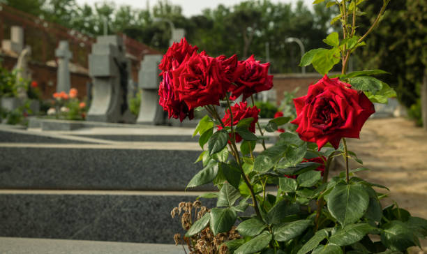 istock Red roses plant in cementery 1401728984