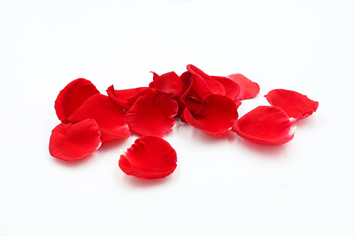 pile of beautiful red rose petals valentines day love concept. isolated on white background
