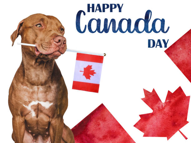 Lovable, pretty dog and Canadian Flag. Closeup Lovable, pretty dog and Canadian Flag. Closeup, indoors. Studio photo. Congratulations for family, loved ones, relatives, friends and colleagues. Pets care concept victoria day canada photos stock pictures, royalty-free photos & images