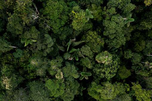Stunning detailed top view of a tropical forest tree canopy