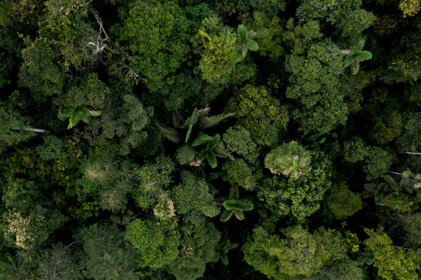 Stunning detailed top view of a tropical forest tree canopy - a nature background of the Amazon with a high biodiversity of tree species Stunning detailed top view of a tropical forest tree canopy tropical rainforest canopy stock pictures, royalty-free photos & images