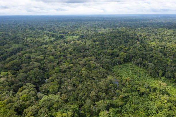 Aerial view over a vast tropical forest canopy: the amazon forest runs from Ecuador to Brazil Aerial view over a vast tropical forest canopy: an Amazon forest background tropical rainforest canopy stock pictures, royalty-free photos & images