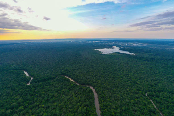 widok z lotu ptaka na amazonkę: tło przyrodnicze ukazujące baldachim lasu tropikalnego z rzeką i kilkoma jeziorami widocznymi w koronie drzewa - 3503 zdjęcia i obrazy z banku zdjęć