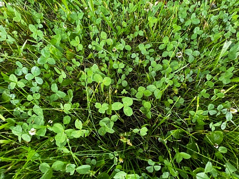 Clover and weeds