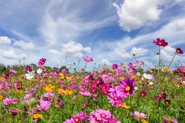 hermoso en los campos de primavera y la planta de flores del cosmos en la granja boonrawd en un día soleado, chiang rai, tailandia. - landscape sky field meadow fotografías e imágenes de stock