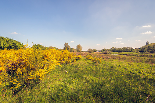 Yellow flowering broom bushes on the edge of a Dutch nature reserve in the spring season. Cattle graze in the background to prevent afforestation. One pheasant is visible along the waterfront.