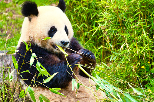 A female panda cub plays with her mother.