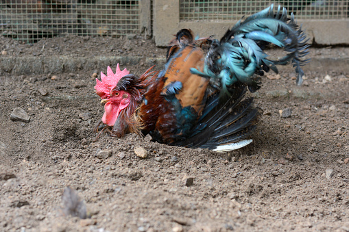 rooster or domestic chicken having a dust bath to keep healthy, side view taken in shallow depth of field with motion blur, copy space