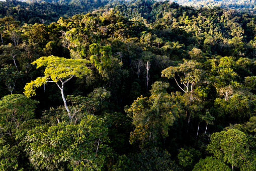 View over a tropical forest canopy, nature background of the rainforest showing many old grown tall trees