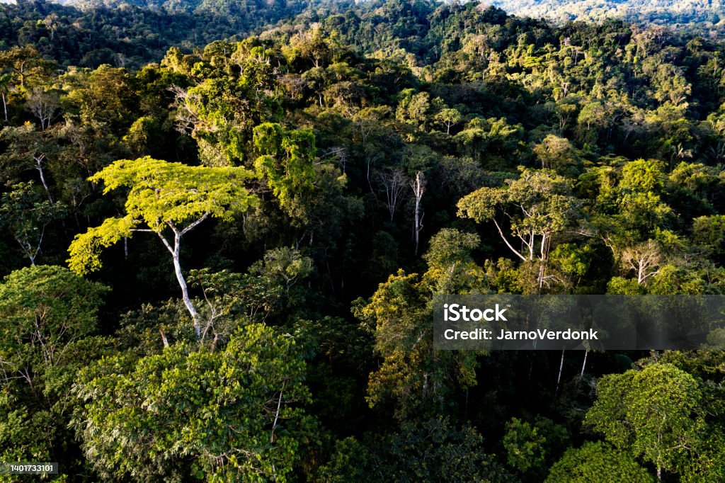 View over a tropical forest canopy, nature background of the rainforest showing many old grown tall trees View over a tropical forest canopy, nature background of the rainforest Amazon Rainforest Stock Photo