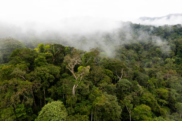 istock A tropical forest coverd in fog after heavy rain storms 1401733117