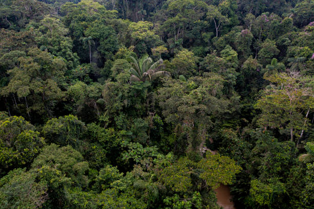istock Aerial view of a tropical forest with a beautiful palm tree 1401733144
