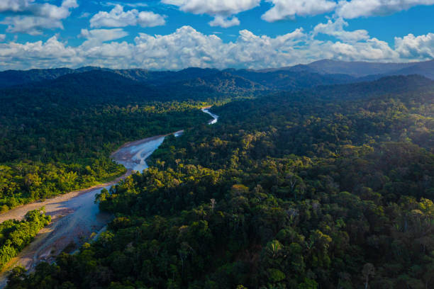 푸른 구름 풍경이있는 열대 강의 멋진 자연 배경, 태양은 열대 우림 캐노피의 일부를 밝히는 오른쪽에서 나옵니다. - 자연 보호 구역 뉴스 사진 이미지