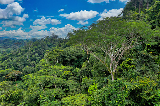 Nature background of a large tropical tree standing out the rainforest canopy
