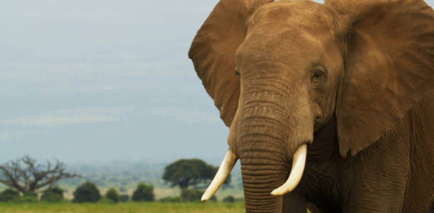 istock African elephants (Loxodonta) in amboseli 1401734169