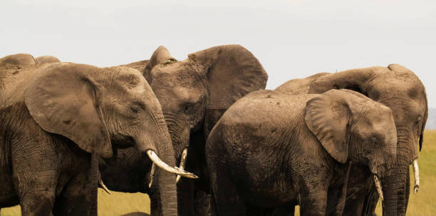 istock African elephants (Loxodonta) in amboseli 1401734170