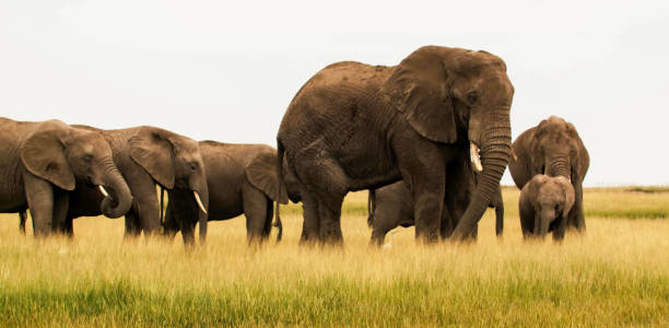 istock African elephants (Loxodonta) in amboseli 1401734174