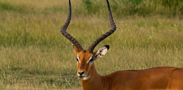 close up of impala in serengeti