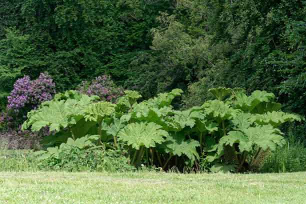 グンネラスリーブグンネラは、多年生の観賞用植物の中の巨人です。 - gunnera ストックフォトと画像